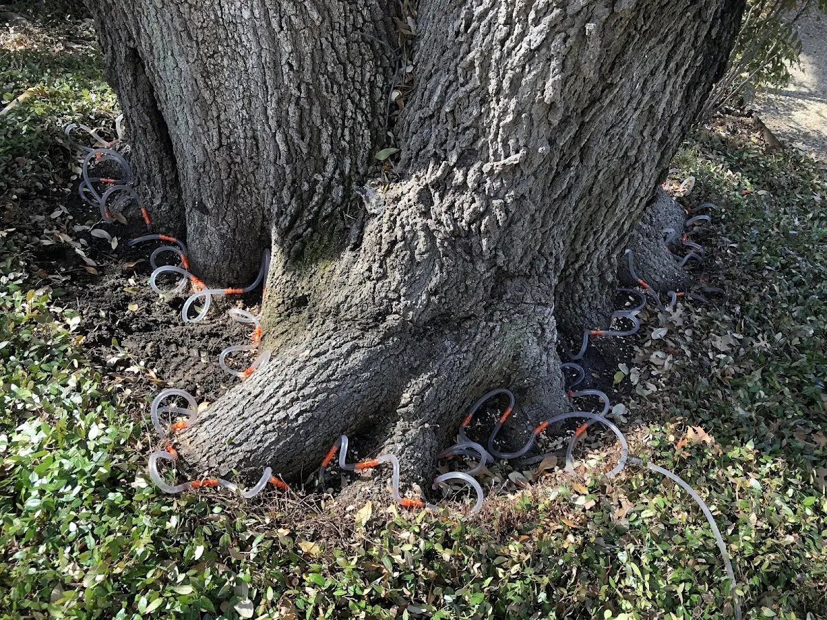Detailed Tree Cabling and Bracing job site in Scottsville