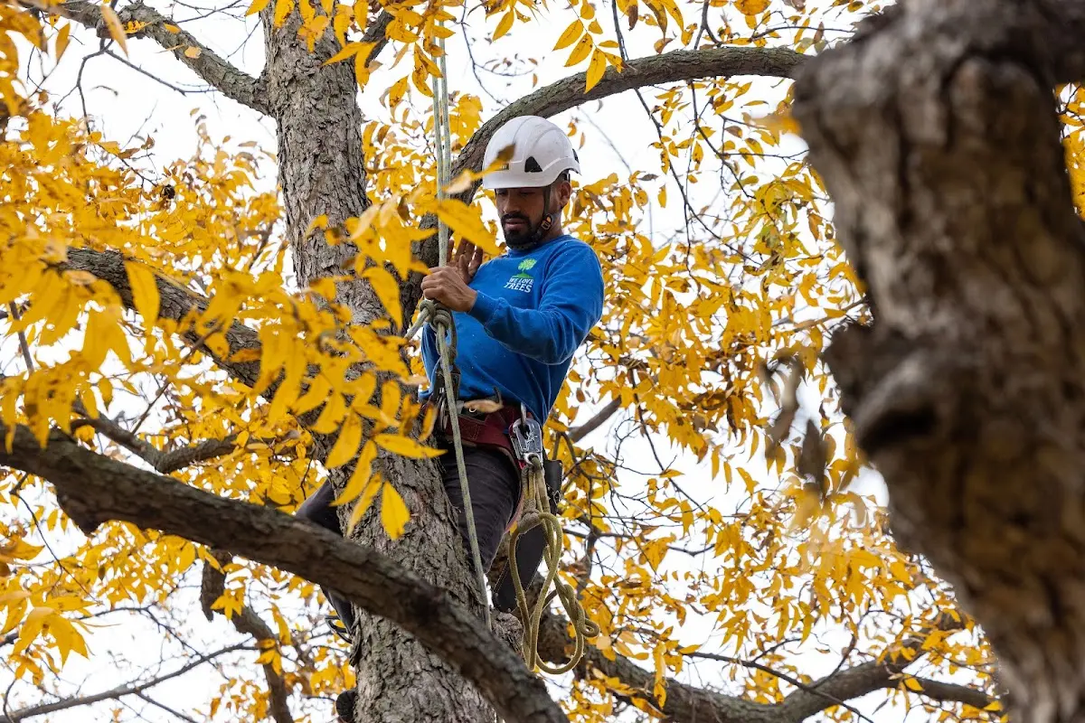Skilled Tree Planing crew working in Scottsville
