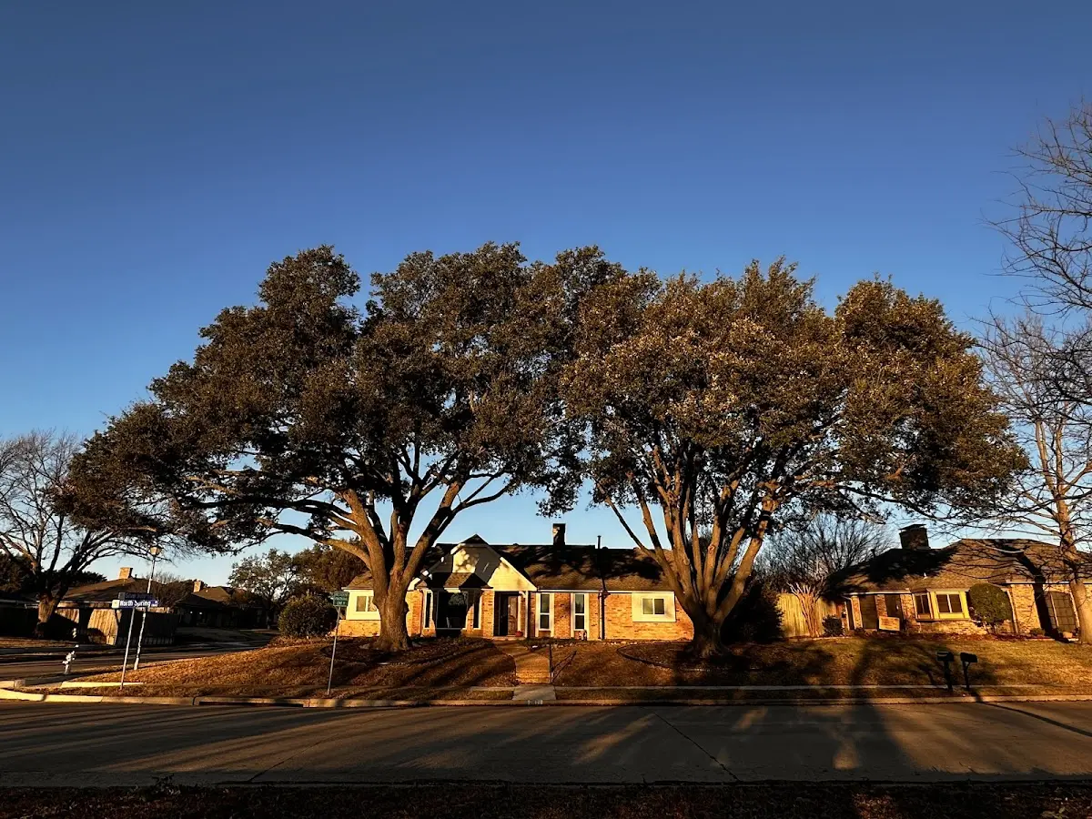 Established residential canopy tree shading a home in Scottsville